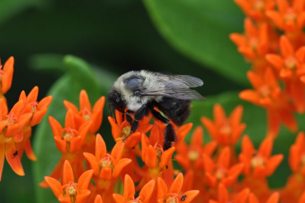 Bumblebee on milkweed