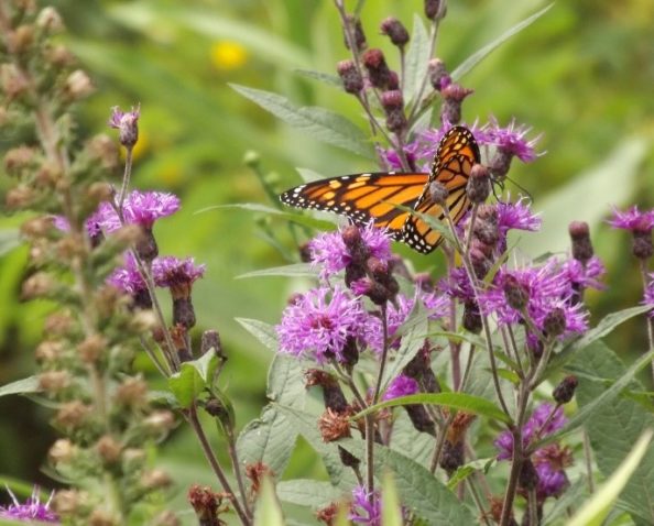 Monarch butterfly on Ironweed at the Johnsburg pollinator habitat.