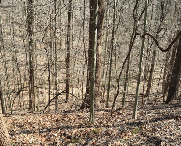 Looking down a steep hill at the Egret Lake Property.