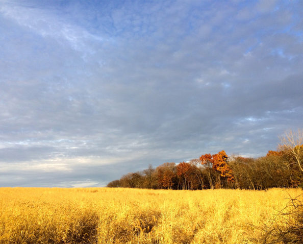 The prairie and treeline put on a beautiful fall color show.