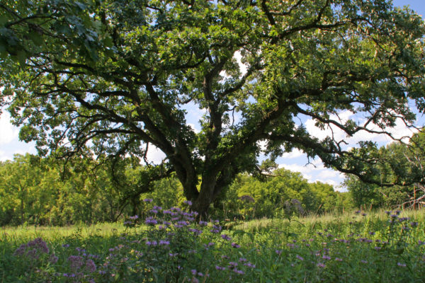 Large tree