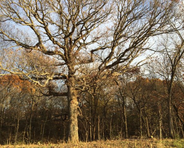 A mature oak tree rises over the edge of the 90-acre prairie.