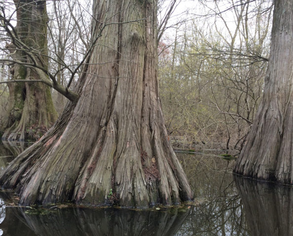 A closer look at a cypress tree at the Webb property.