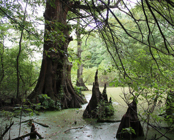 Swamp on the Webb property